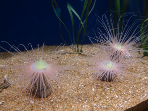 Valencia_Oceanografic1