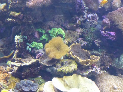 Valencia_Oceanografic4