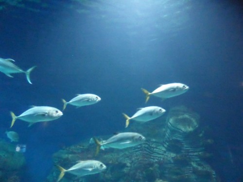 Valencia_Oceanografic5