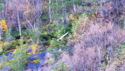 Suchbild mit Seeadler.