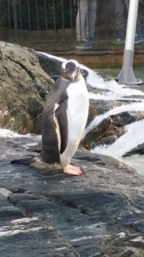 Pinguine im Bergener Aquarium.
